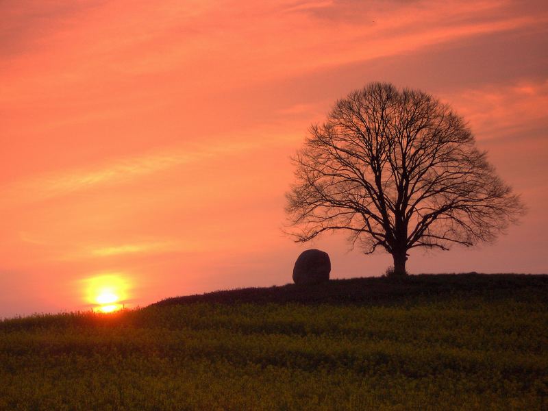 Stone & Tree