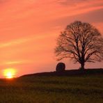 Stone & Tree