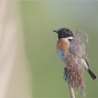  Stonechat