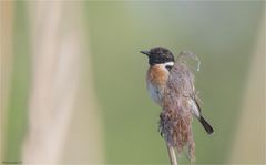  Stonechat