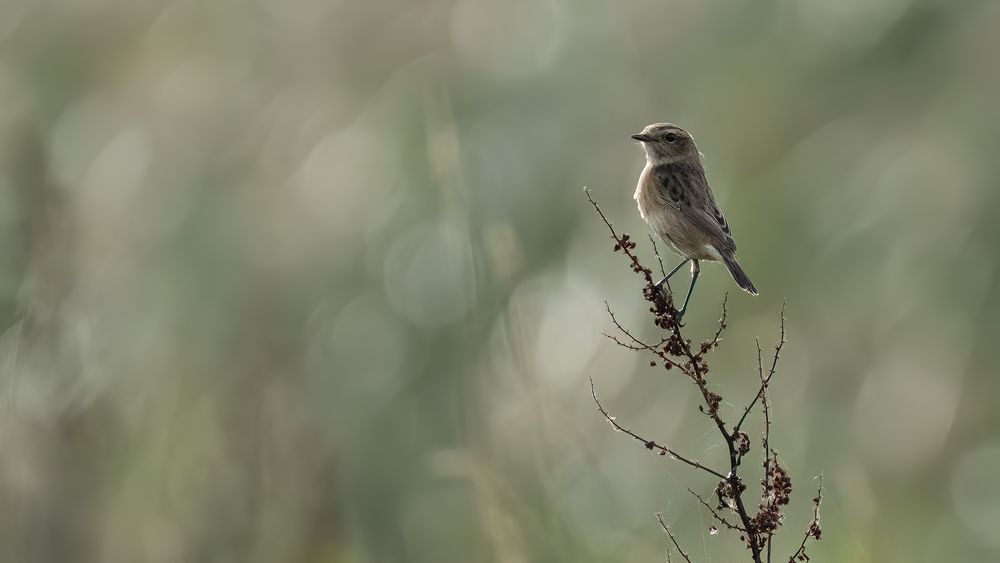 Stonechat