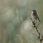 Stonechat