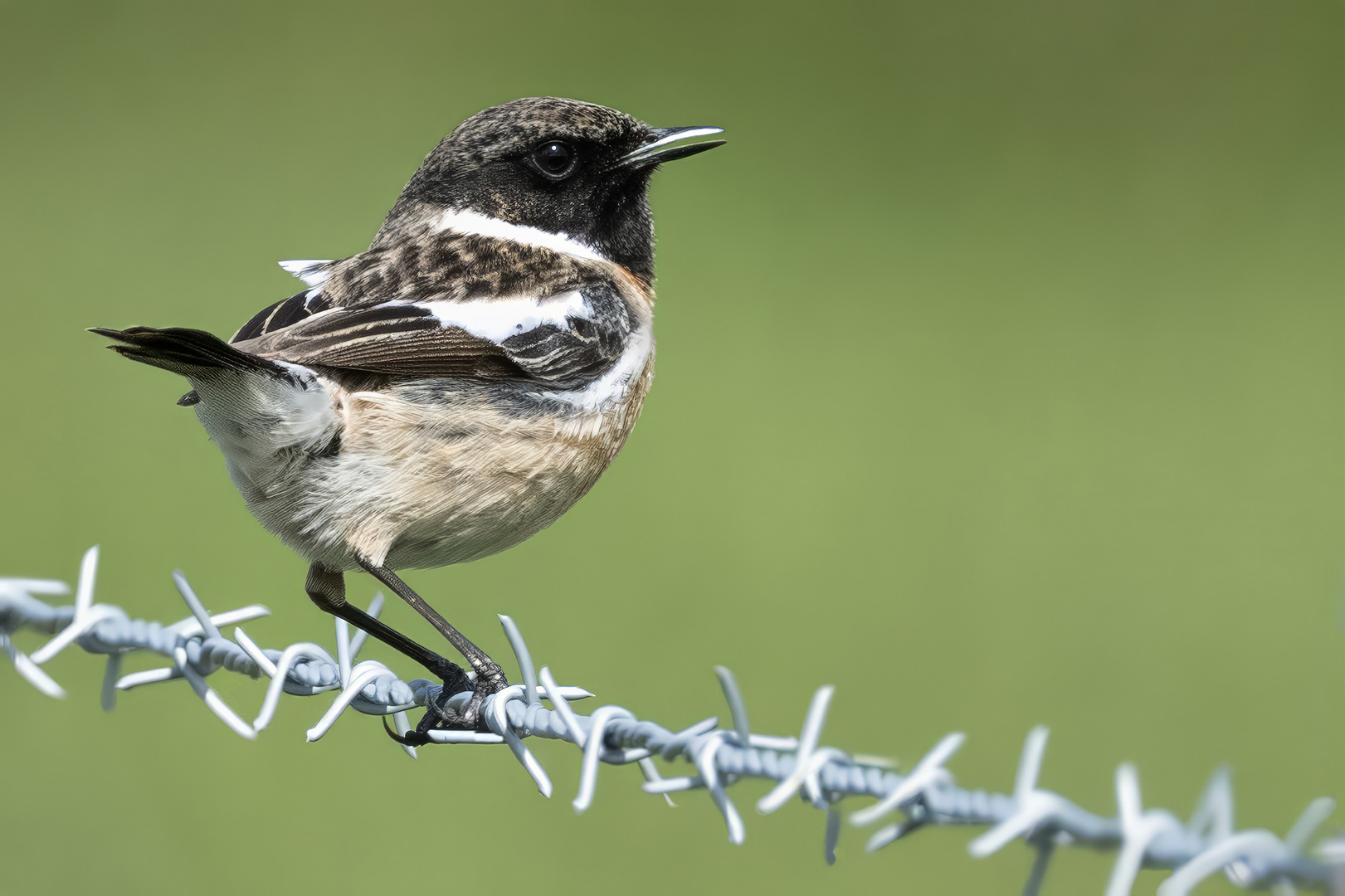 Stonechat 