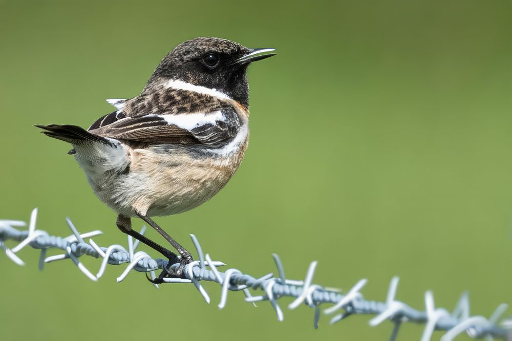 Stonechat 