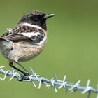 Stonechat 