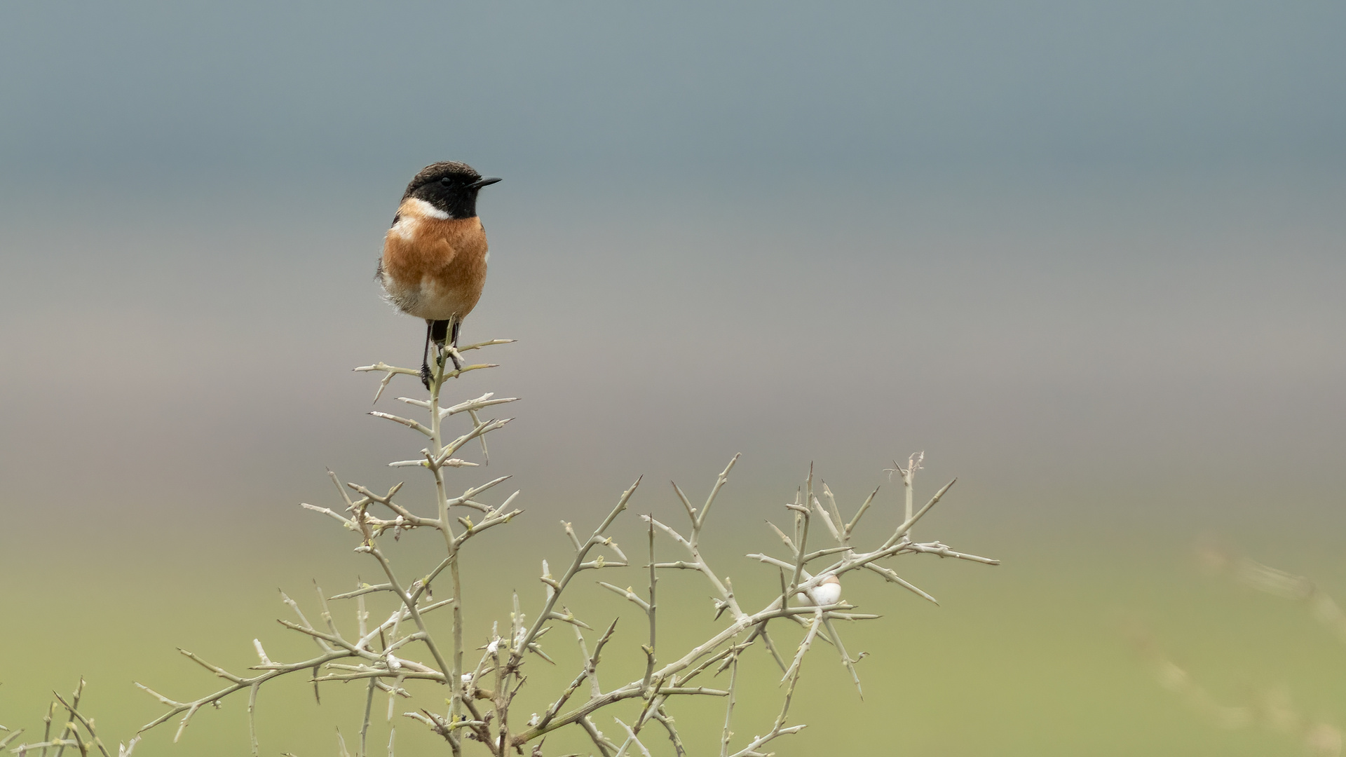 Stonechat