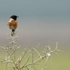 Stonechat