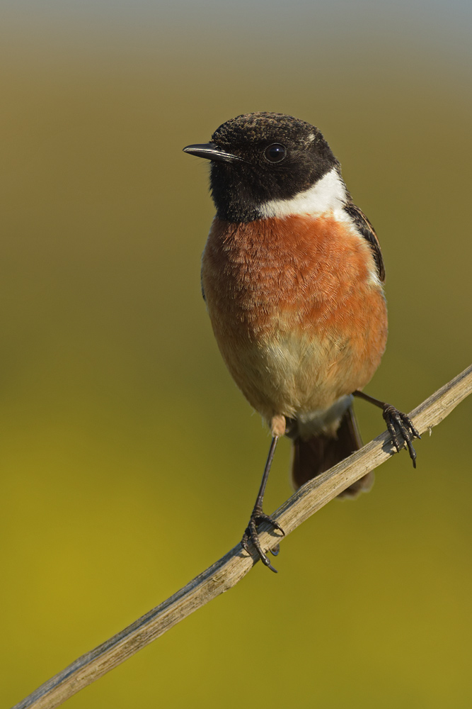 Stonechat