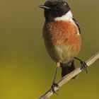 Stonechat