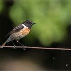 Stonechat