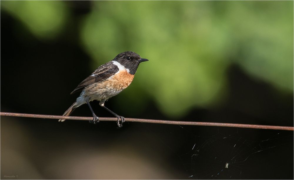 Stonechat