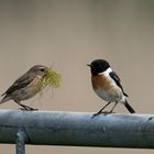 Stonechat