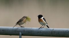 Stonechat