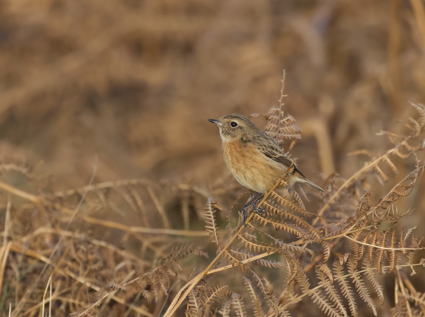 Stonechat 