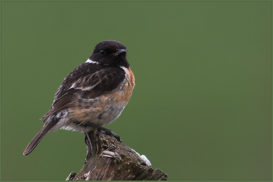 Stonechat