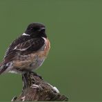 Stonechat