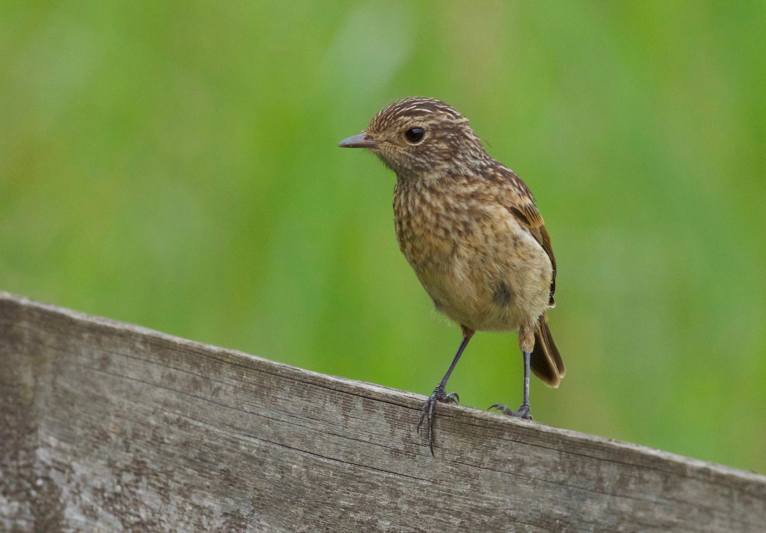 stonechat