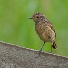 stonechat