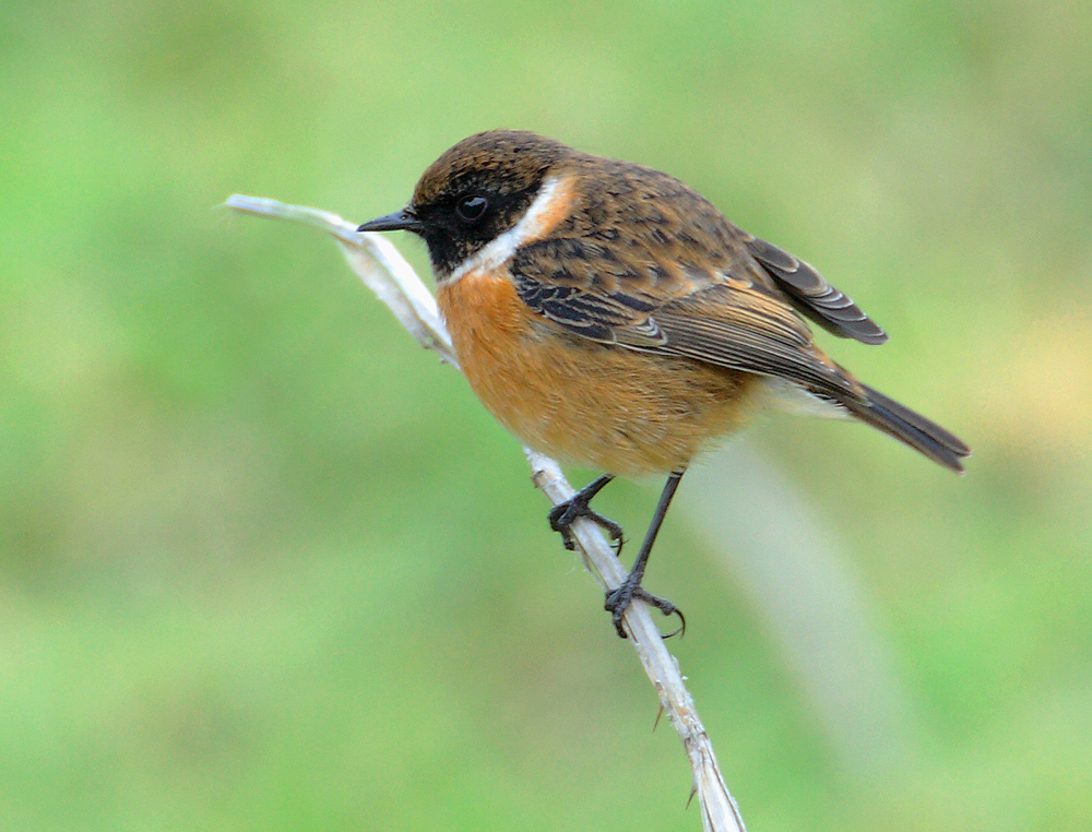 Stonechat