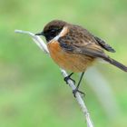 Stonechat