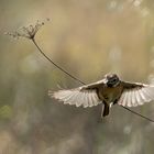 Stonechat