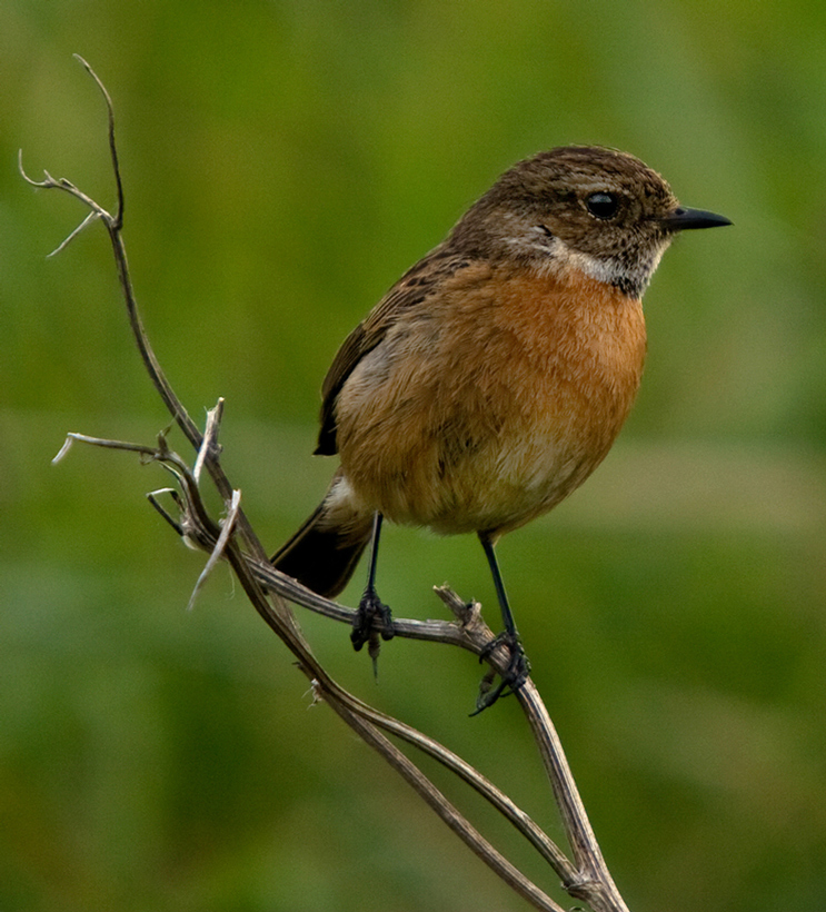 Stonechat