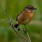 Stonechat