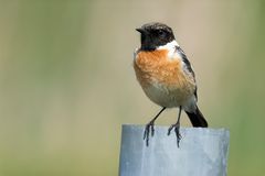 Stonechat
