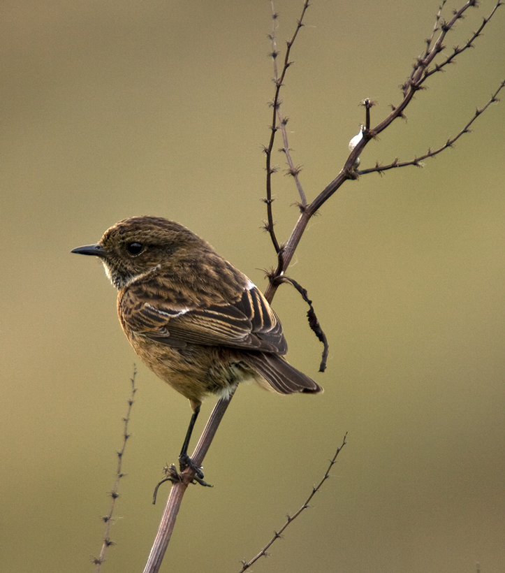 Stonechat female