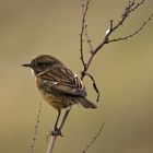 Stonechat female