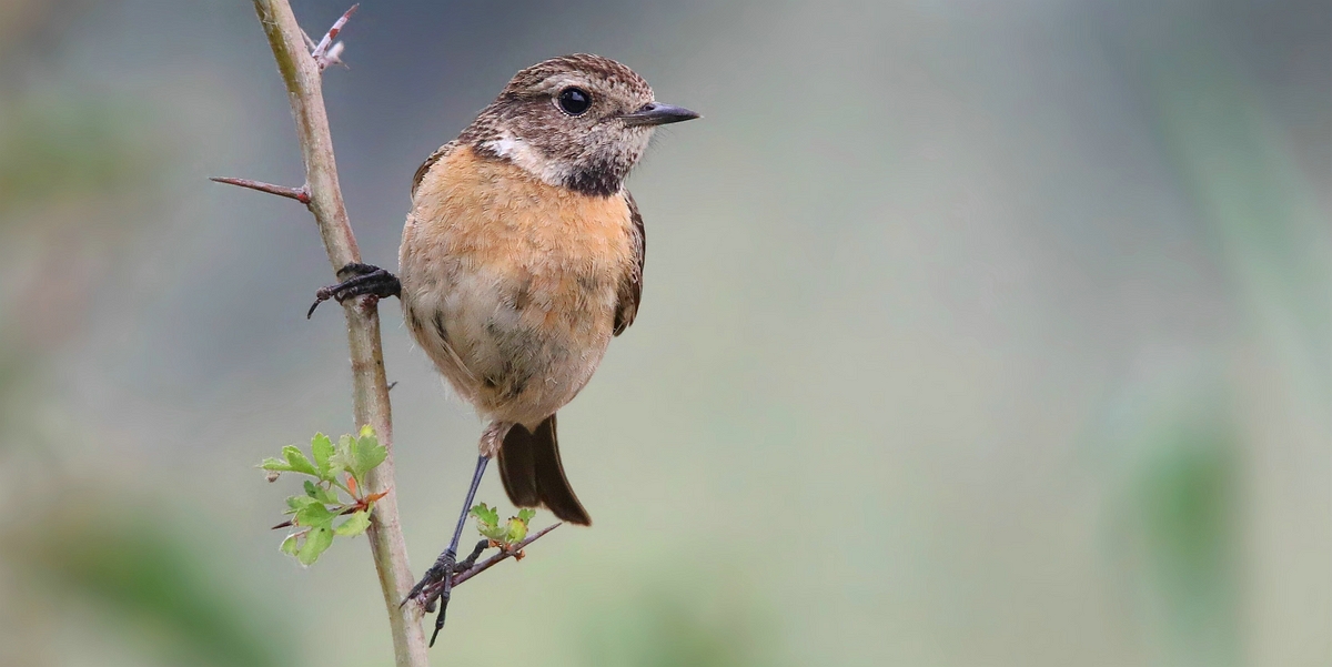 Stonechat (female)