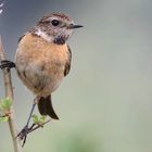 Stonechat (female)