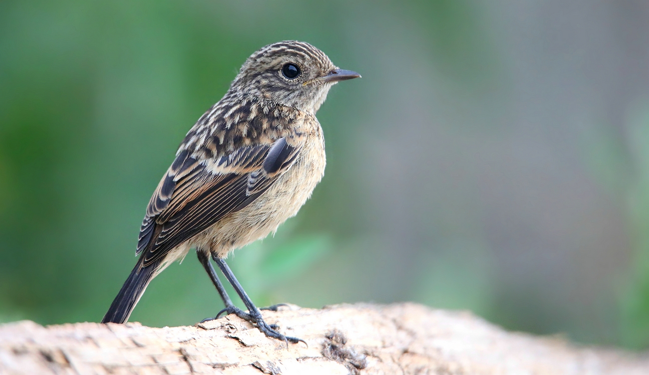 Stonechat (juvenile)