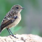 Stonechat (juvenile)