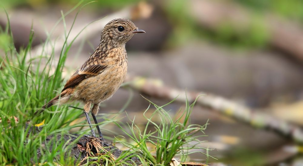 Stonechat (juvenile)