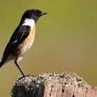 Stonechat (male)