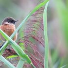 Stonechat (male)