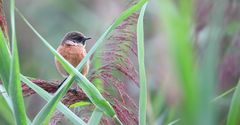 Stonechat (male)