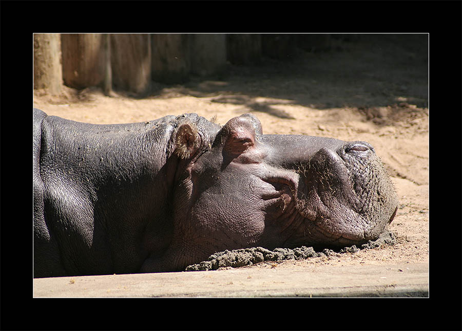 Stoned Hippo