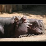 Stoned Hippo