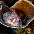 stonefish