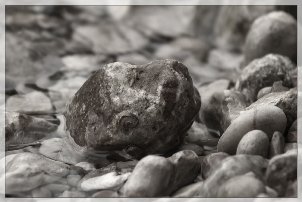 ***stonefish***