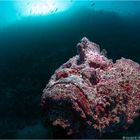 ~ Stonefish at dawn ~