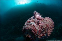 ~ Stonefish at dawn ~