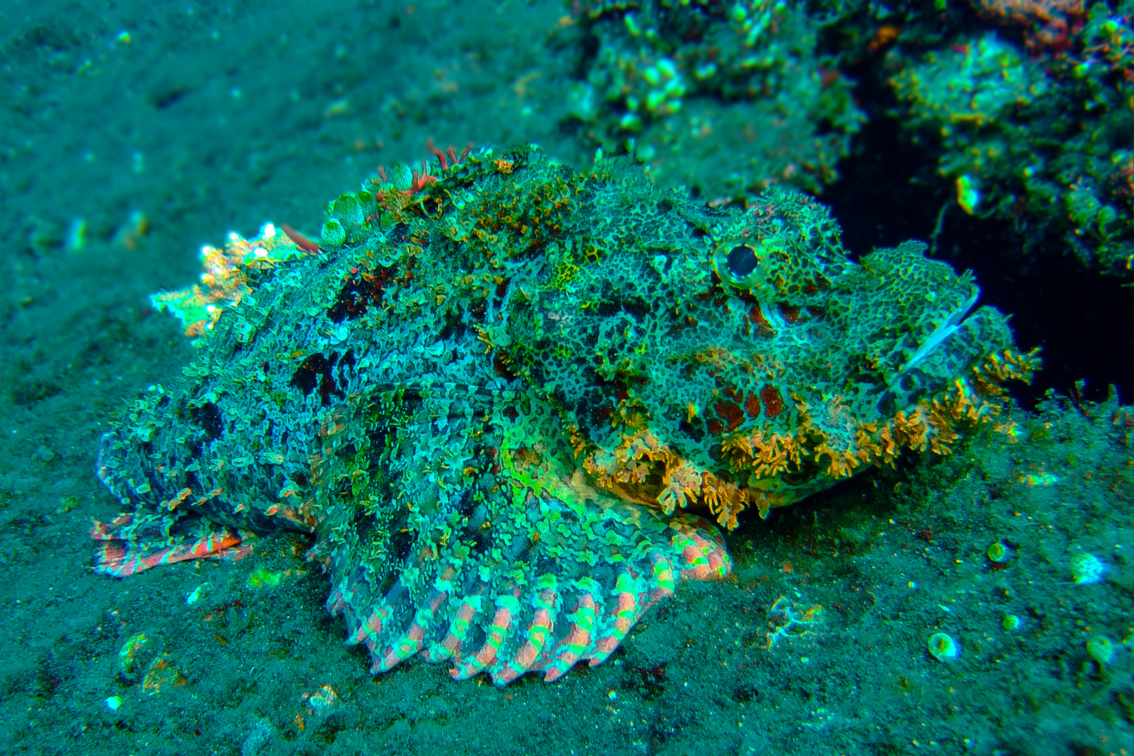 Stonefish at Tulamben dive