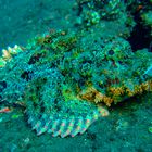 Stonefish at Tulamben dive