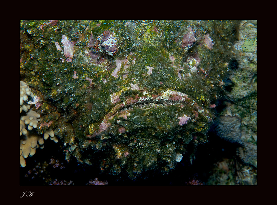 stonefish