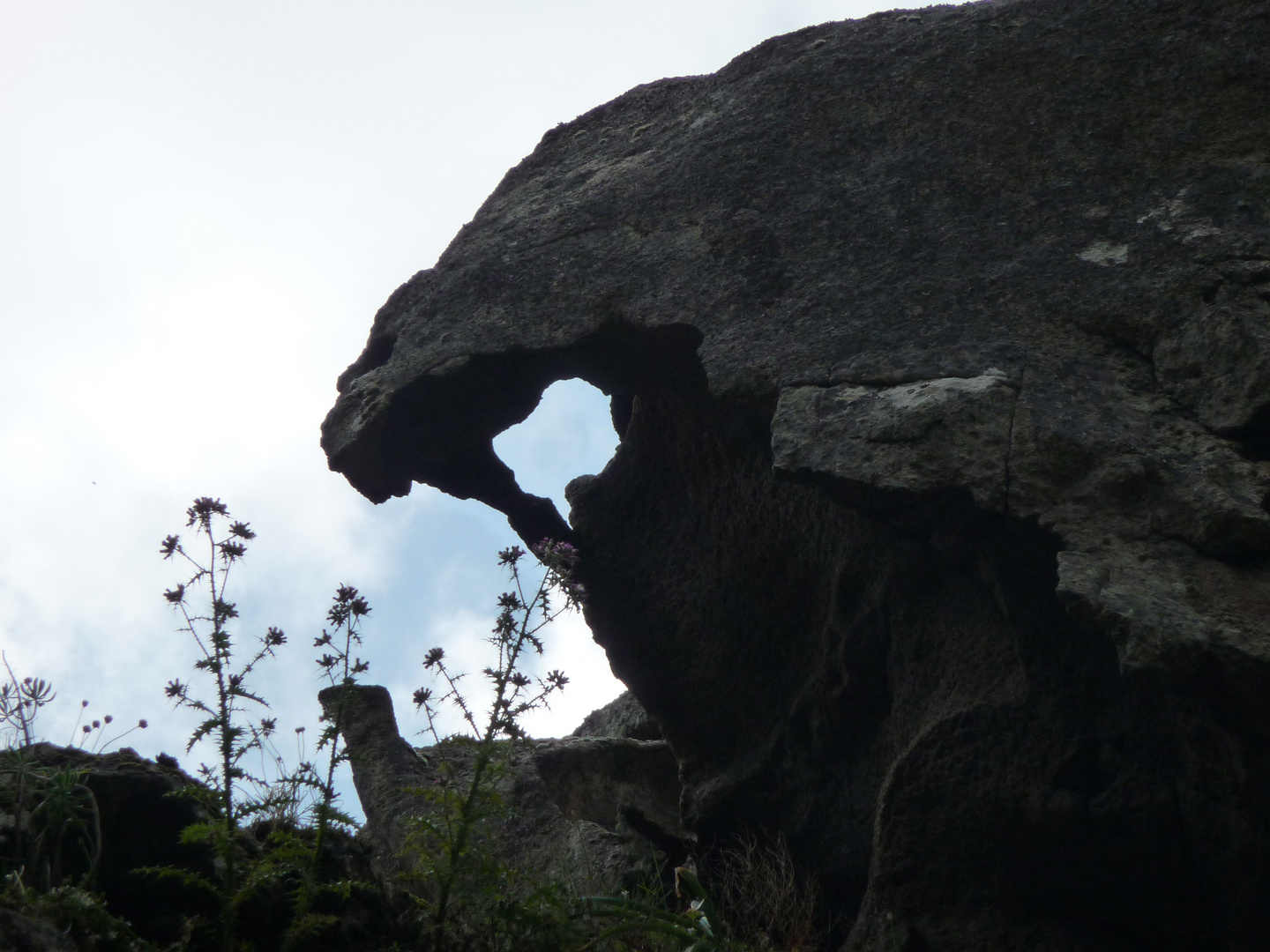 "Stonefish" im Foret de Bonifatu