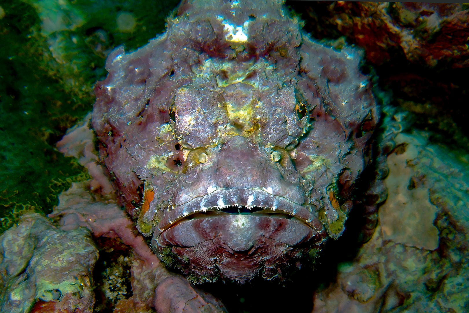 Stonefish portrait