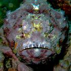 Stonefish portrait